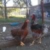 птица