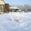 птица