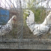 птица
