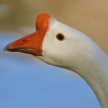 птица