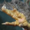 птица