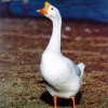 птица
