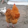 птица