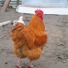 птица