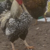 птица