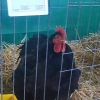 птица