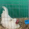 птица
