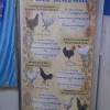птица