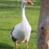 птица