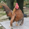птица