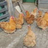 птица