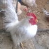 птица