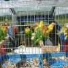 птица