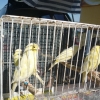 птица