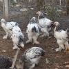 птица