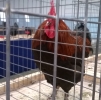 птица