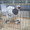 птица