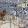 птица