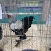 птица
