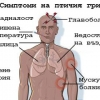 птица