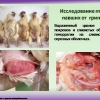 птица