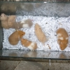птица