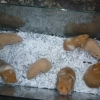 птица
