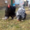 птица