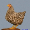 птица
