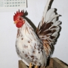 птица