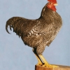 птица