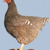 птица