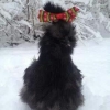 птица