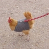 птица