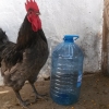 птица