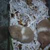 птица