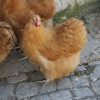 птица