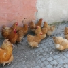 птица
