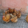 птица