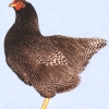птица