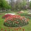 птица