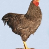 птица