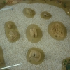 птица