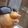 птица