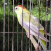 птица