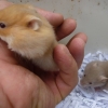 птица