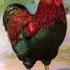 птица