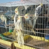 птица