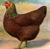 птица