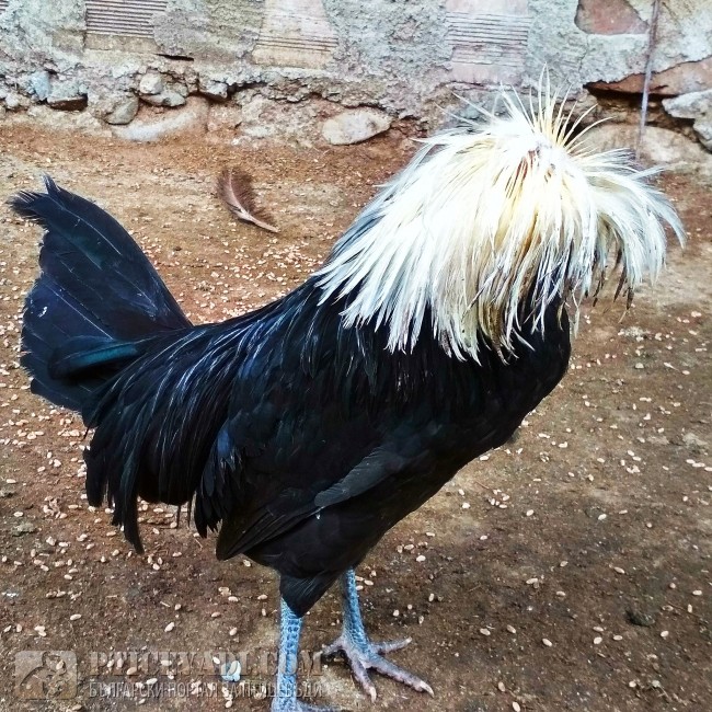 птица
